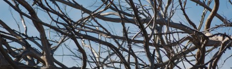 twisted angel fairy wings (photo by sarah nean bruce)
