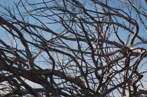 twisted angel fairy wings (photo by sarah nean bruce)